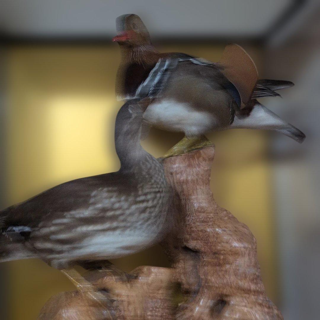 オシドリつがいの剥製