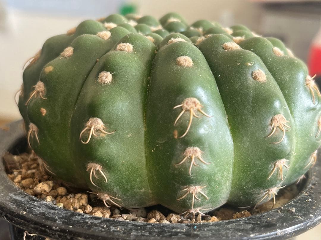 ノトカクタス属　すみれ丸　実生