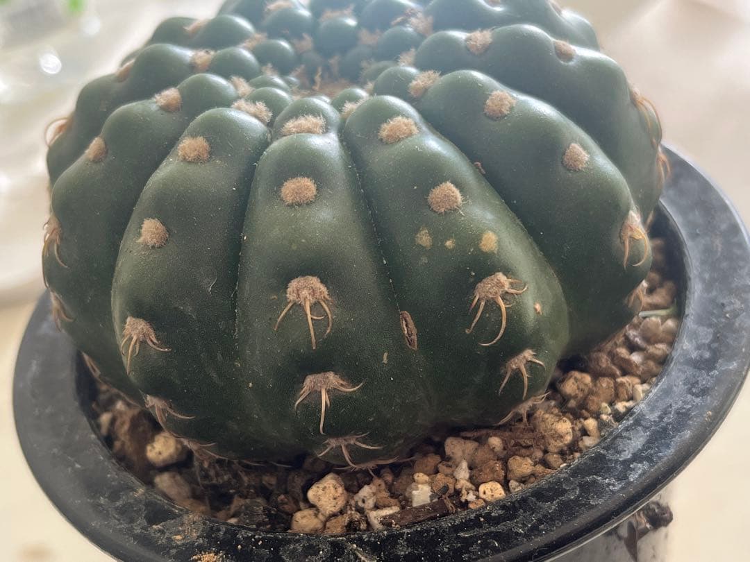 ノトカクタス属　すみれ丸　実生