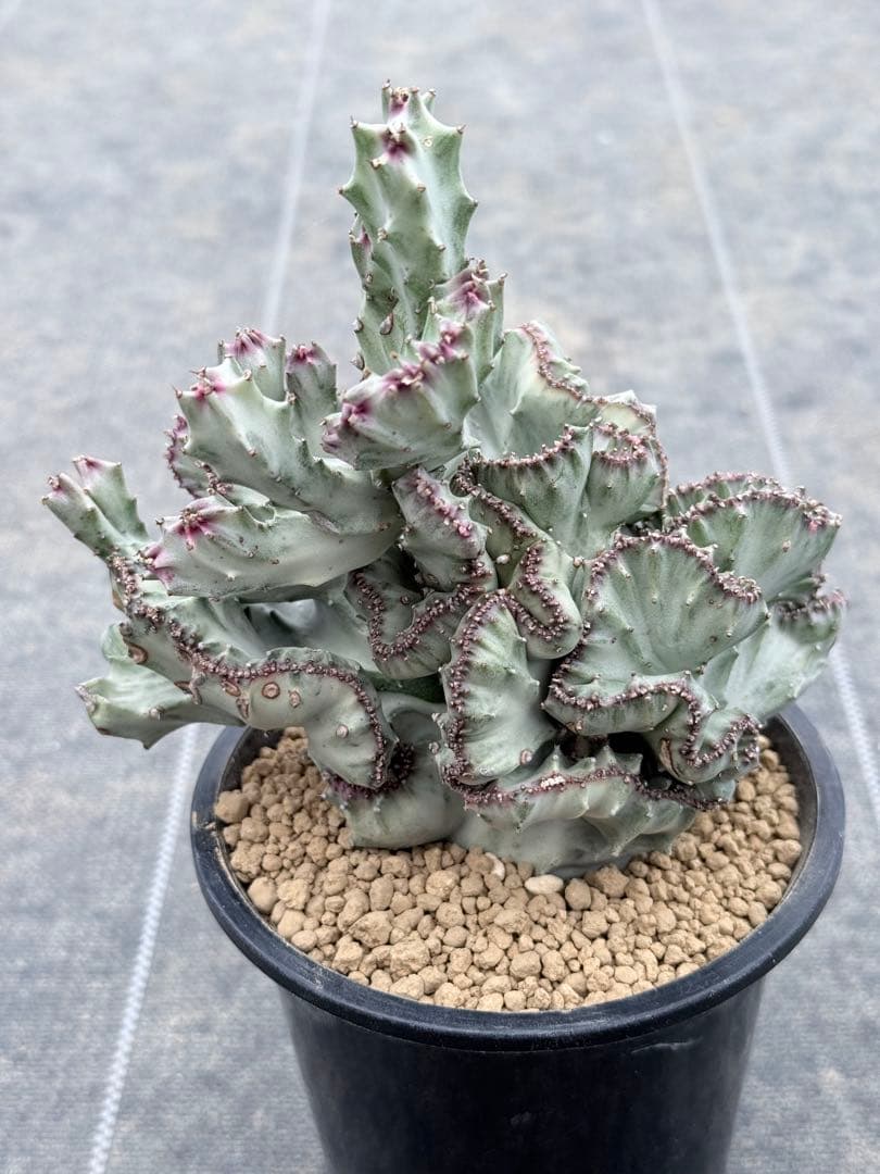 ホワイトゴースト綴化　ラクティア　マハラジャ　ユーフォルビア　ホリダ　バリダ