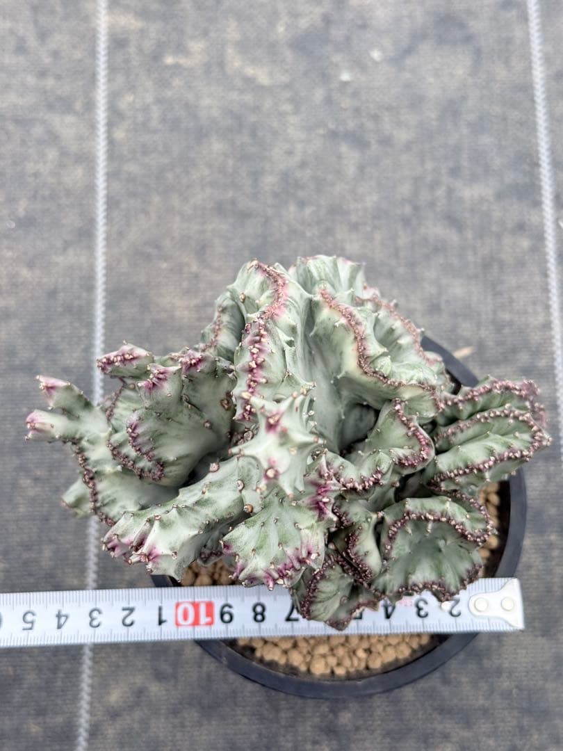 ホワイトゴースト綴化　ラクティア　マハラジャ　ユーフォルビア　ホリダ　バリダ