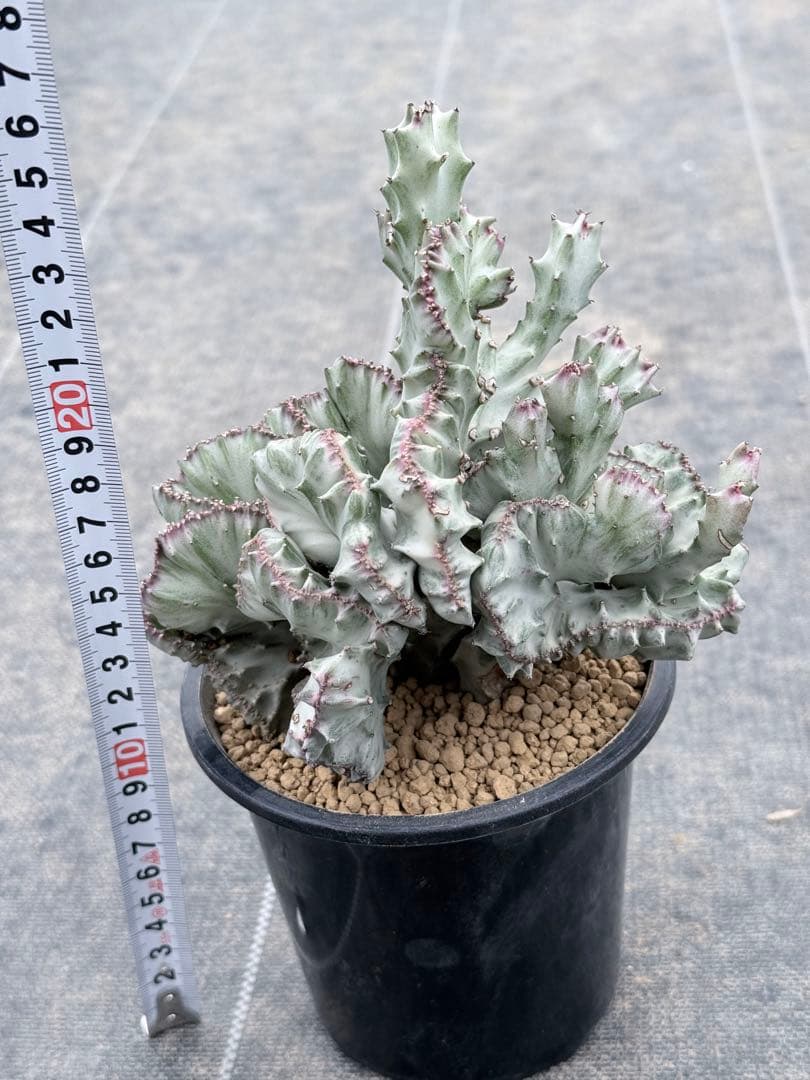 ホワイトゴースト綴化　ラクティア　マハラジャ　ユーフォルビア　ホリダ　バリダ