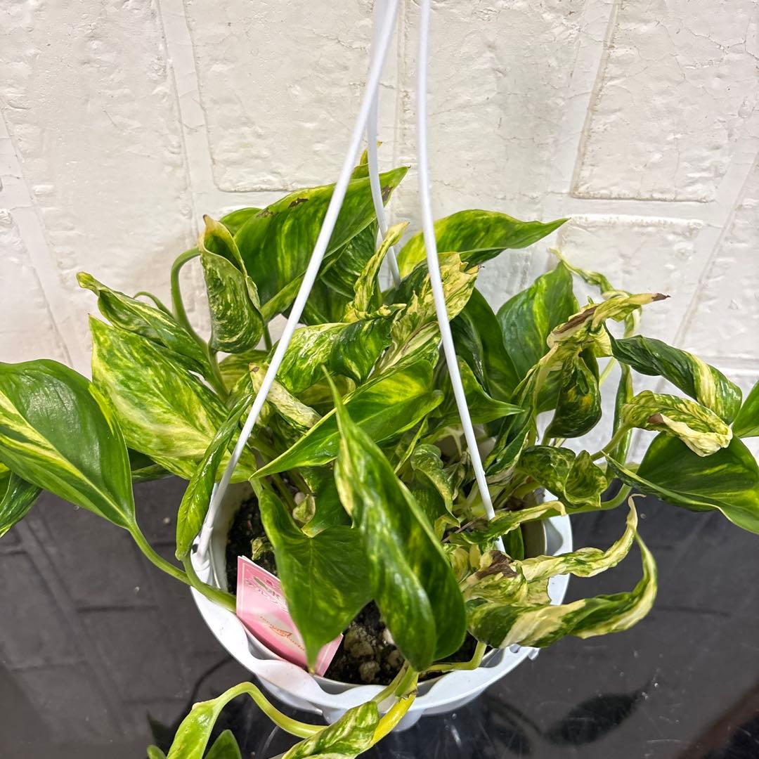 レア♡ポトス　テルノトラサン♡5号吊り鉢♡お鉢ごとメルカリ便