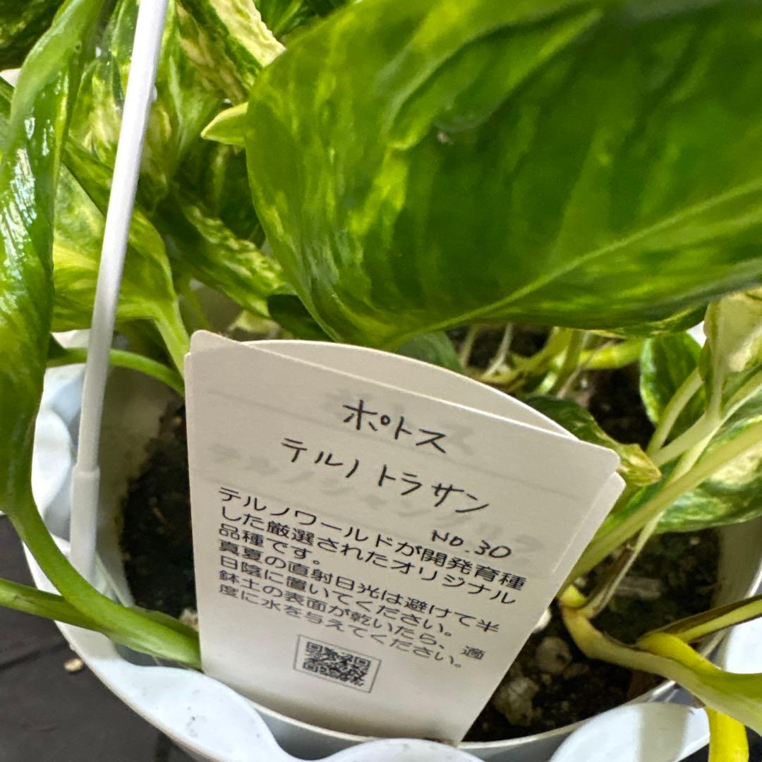 レア♡ポトス　テルノトラサン♡5号吊り鉢♡お鉢ごとメルカリ便