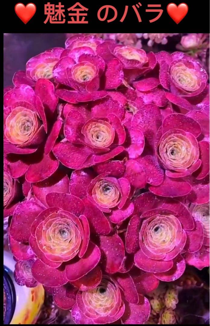 ❤️多肉植物❤️アエオニウム錦❤️ 魅金 のバラ❤️ 状態図