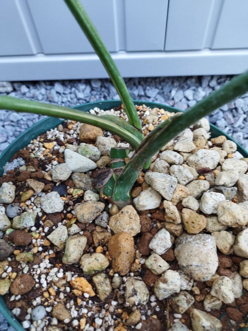 斑入りモンステラＢ６ ホワイトスノーデリシオーサ　抜き苗　鉢ごとの場合＋1000