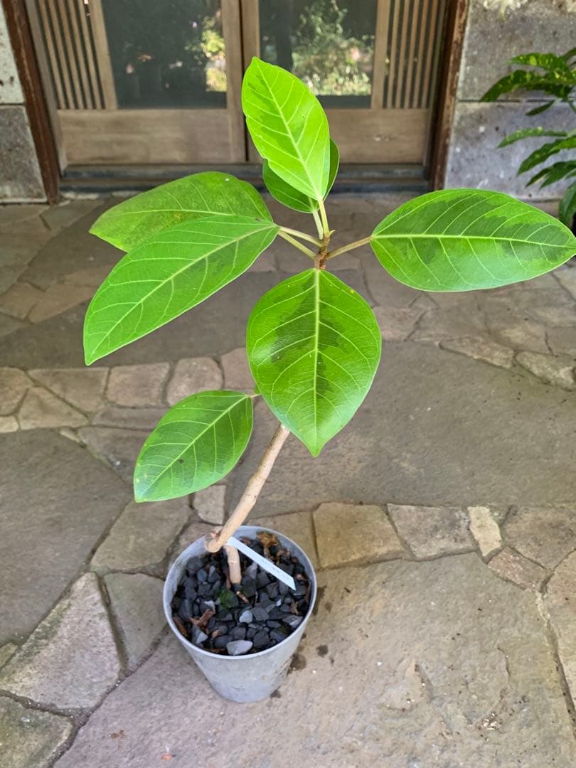 フィカス アルテシマ 曲がり ゴムの木 鉢ごと発送