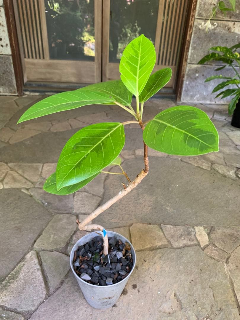 フィカス アルテシマ 曲がり ゴムの木 鉢ごと発送