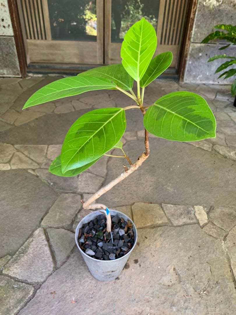 フィカス アルテシマ 曲がり ゴムの木 鉢ごと発送