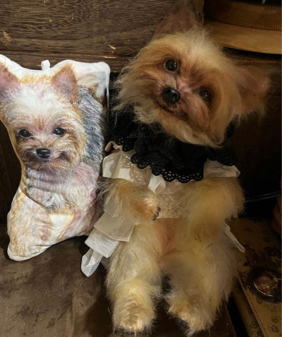 ヨークシャテリア