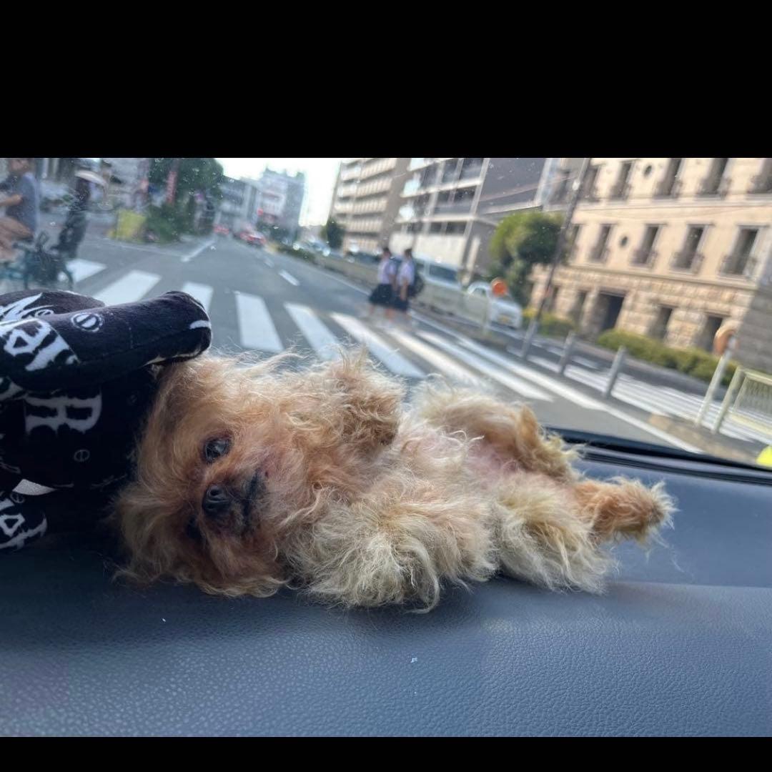 ヨークシャテリア