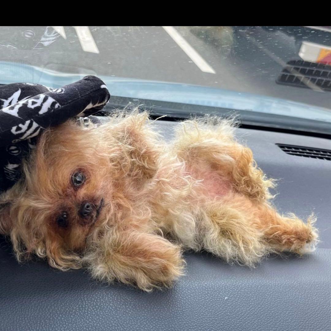 ヨークシャテリア