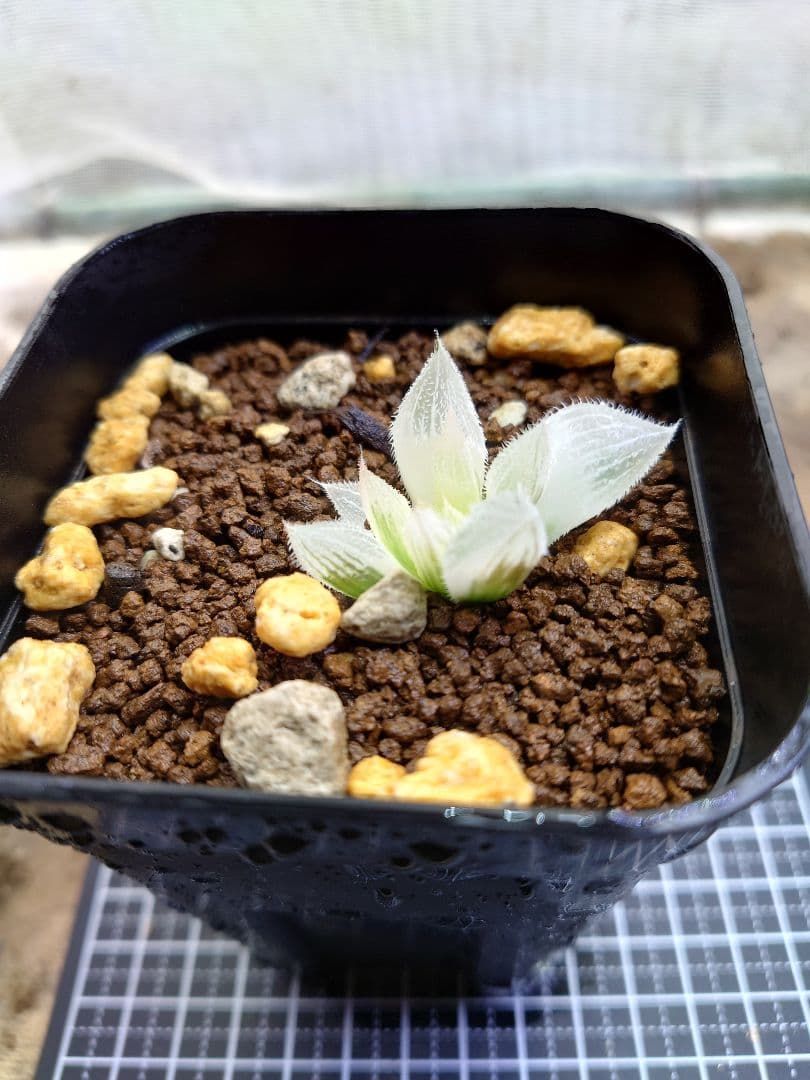 【白狐伝】発芽発根済み　超おすすめ！