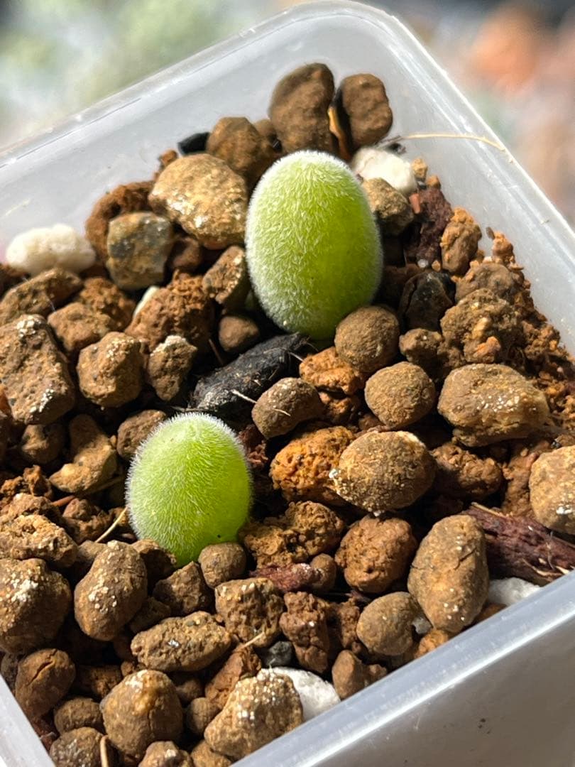 ムイリア ホルテンセ　宝輝玉　実生苗セット