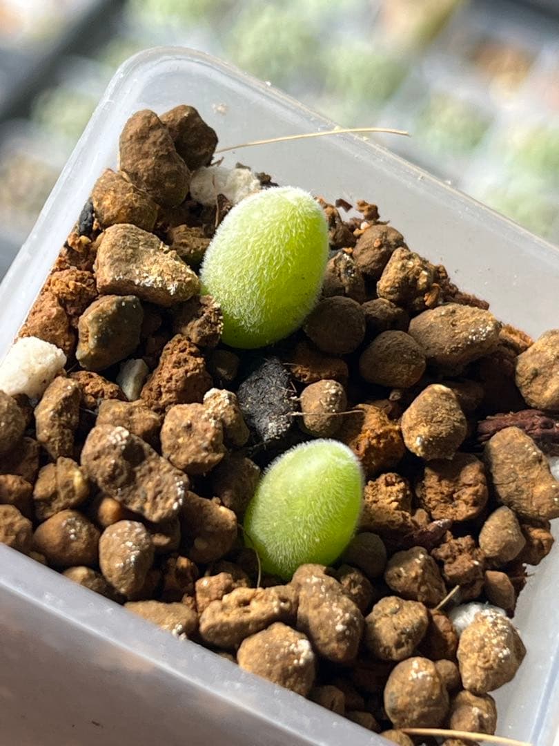 ムイリア ホルテンセ　宝輝玉　実生苗セット