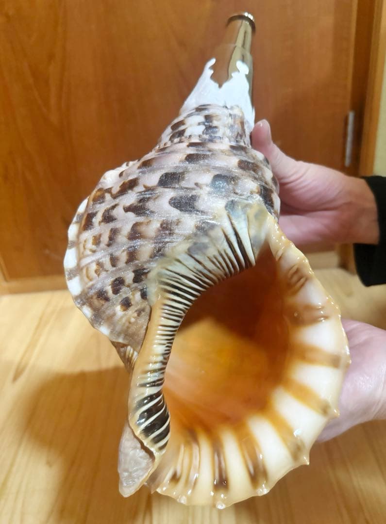 修験道法螺貝　山伏　密教　魔除け　ほら貝　ホラガイ❣️ホラガイ　ほら貝