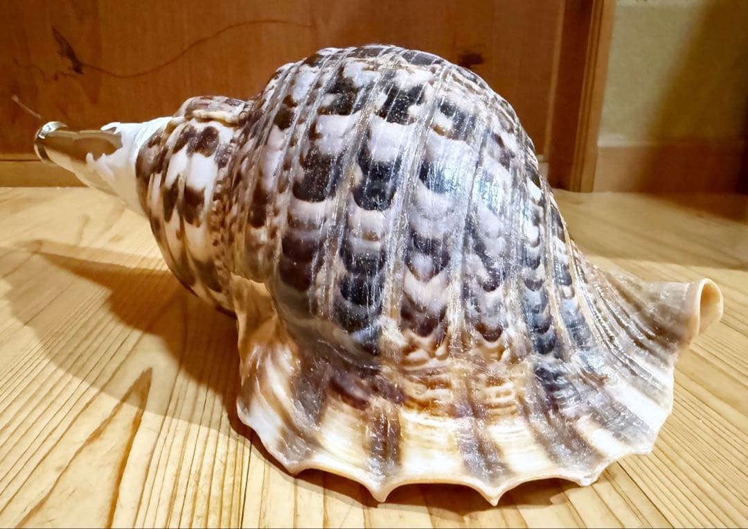 修験道法螺貝　山伏　密教　魔除け　ほら貝　ホラガイ❣️ホラガイ　ほら貝