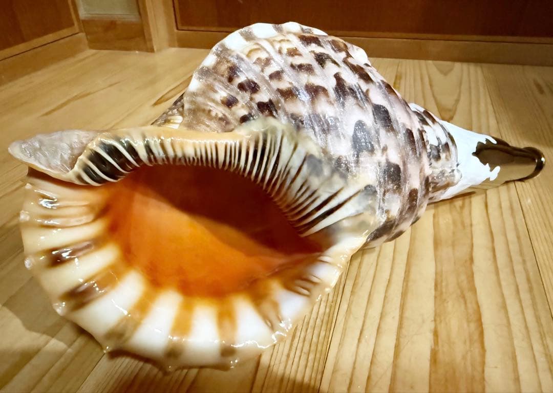 修験道法螺貝　山伏　密教　魔除け　ほら貝　ホラガイ❣️ホラガイ　ほら貝