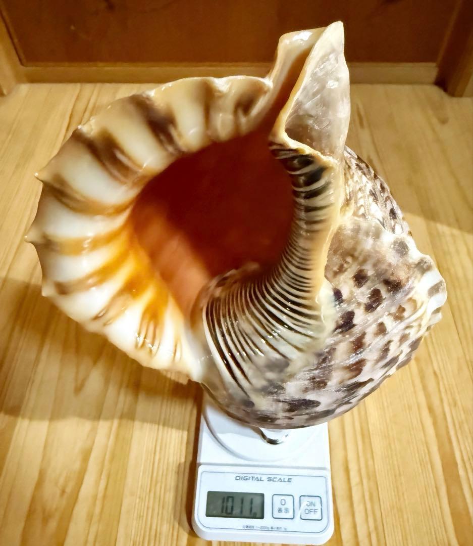 修験道法螺貝　山伏　密教　魔除け　ほら貝　ホラガイ❣️ホラガイ　ほら貝