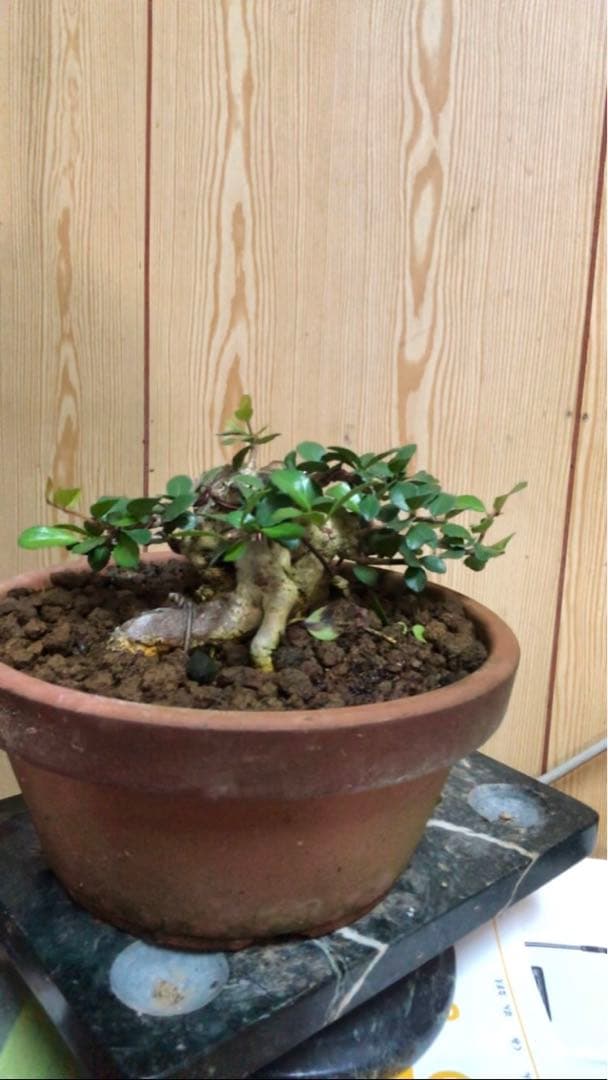 ハリツルマサキ盆栽2鉢セット