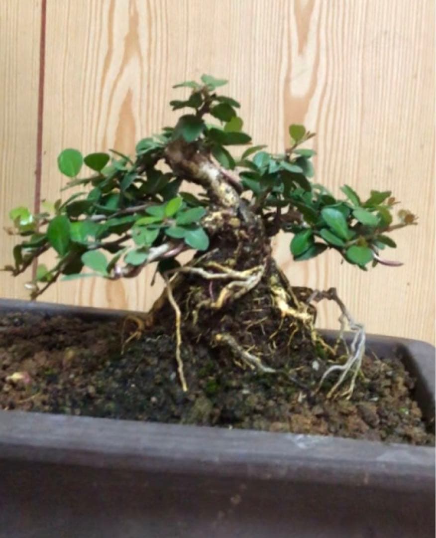 ハリツルマサキ盆栽2鉢セット