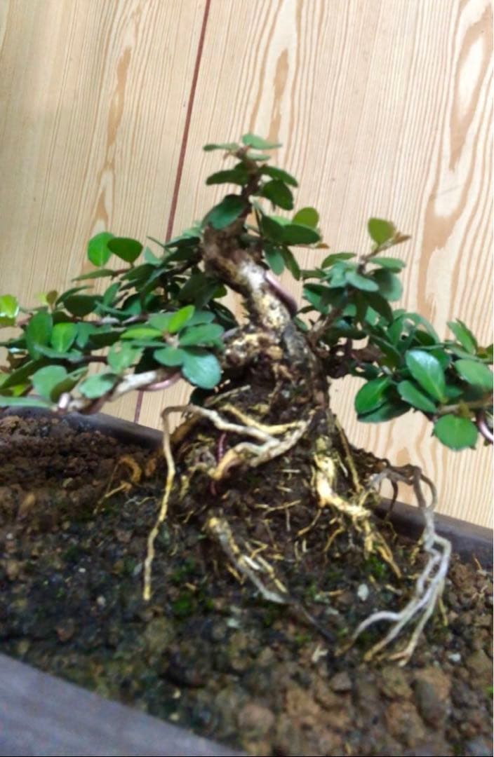 ハリツルマサキ盆栽2鉢セット