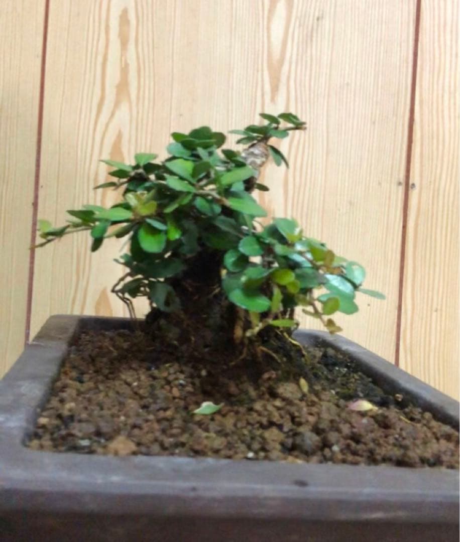 ハリツルマサキ盆栽2鉢セット
