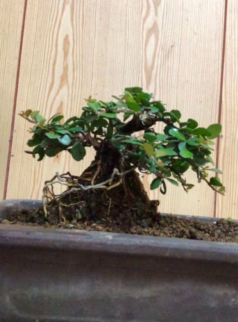 ハリツルマサキ盆栽2鉢セット