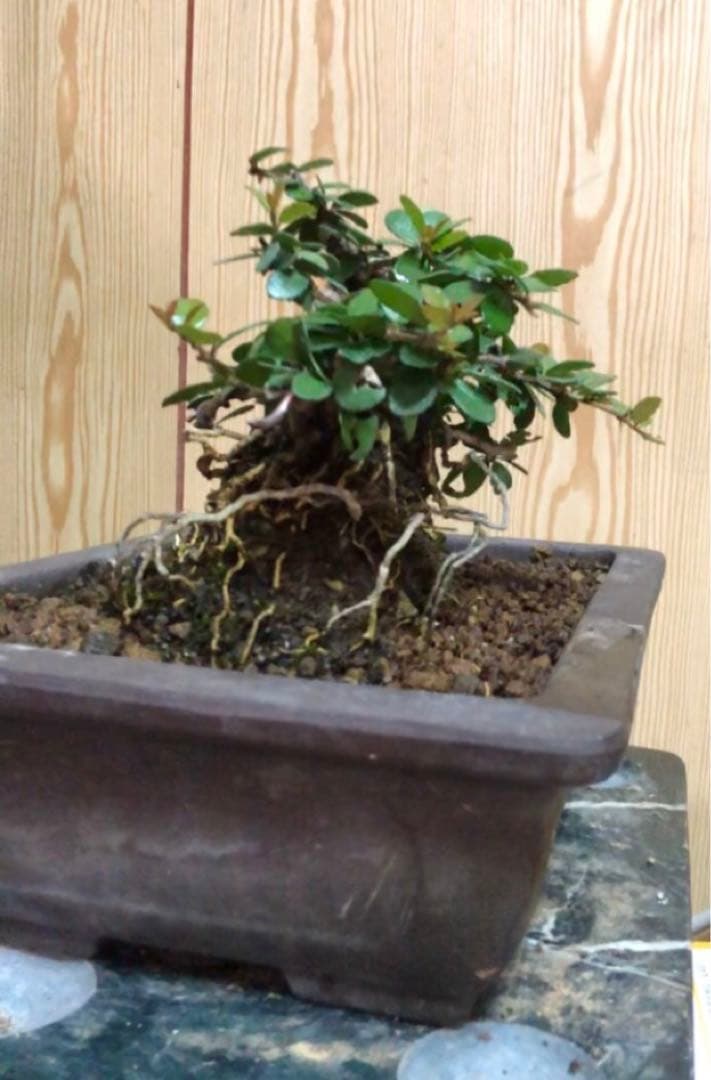 ハリツルマサキ盆栽2鉢セット