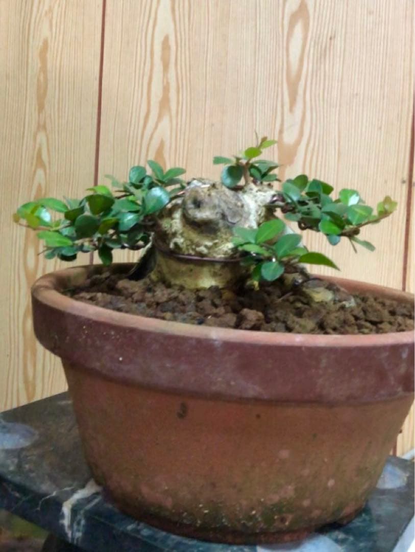 ハリツルマサキ盆栽2鉢セット