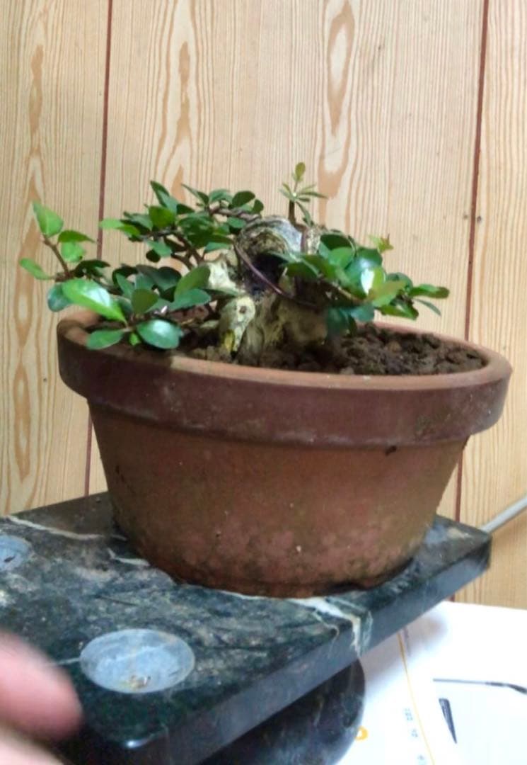 ハリツルマサキ盆栽2鉢セット