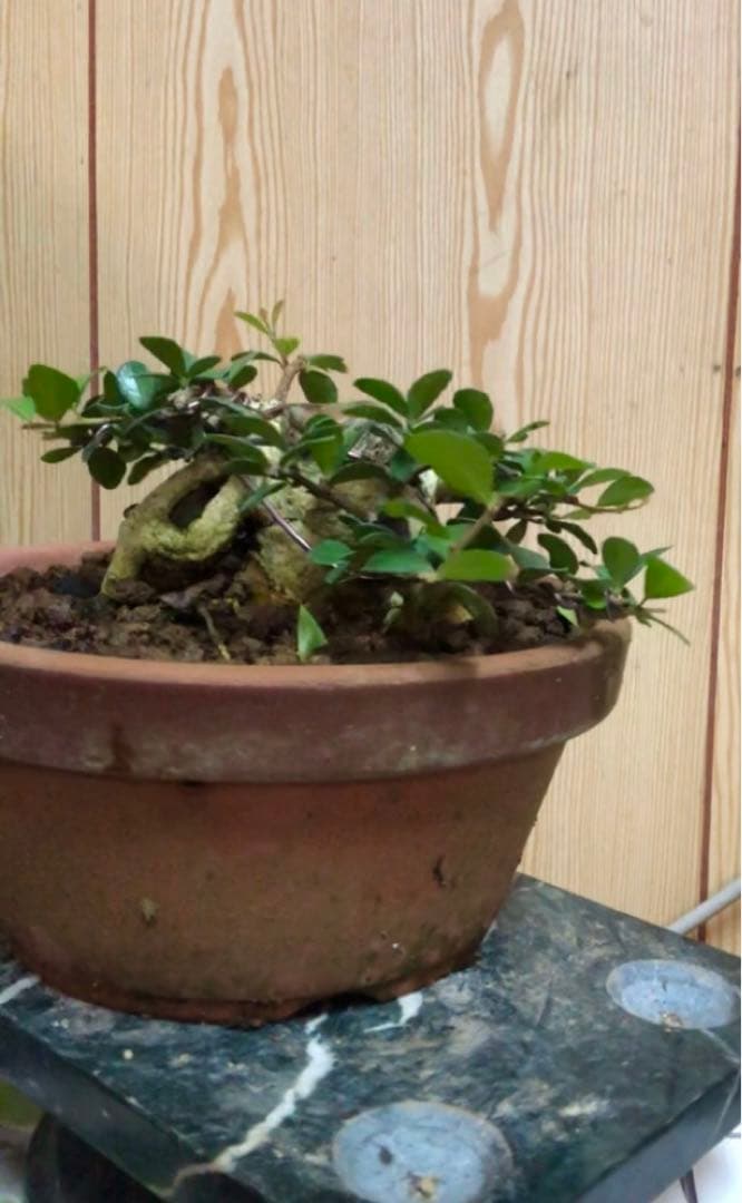 ハリツルマサキ盆栽2鉢セット