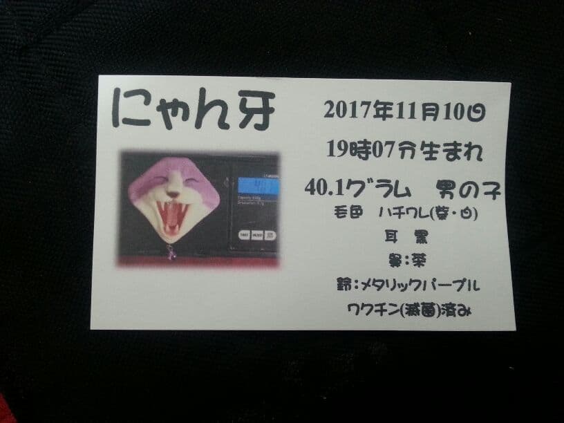 にゃん牙(白紫ハチワレtype)