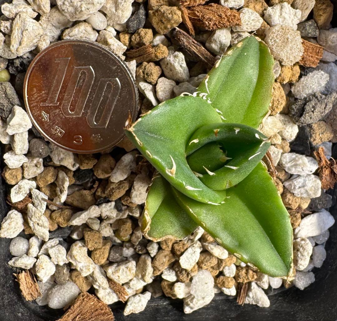 アガベ　達磨　子株