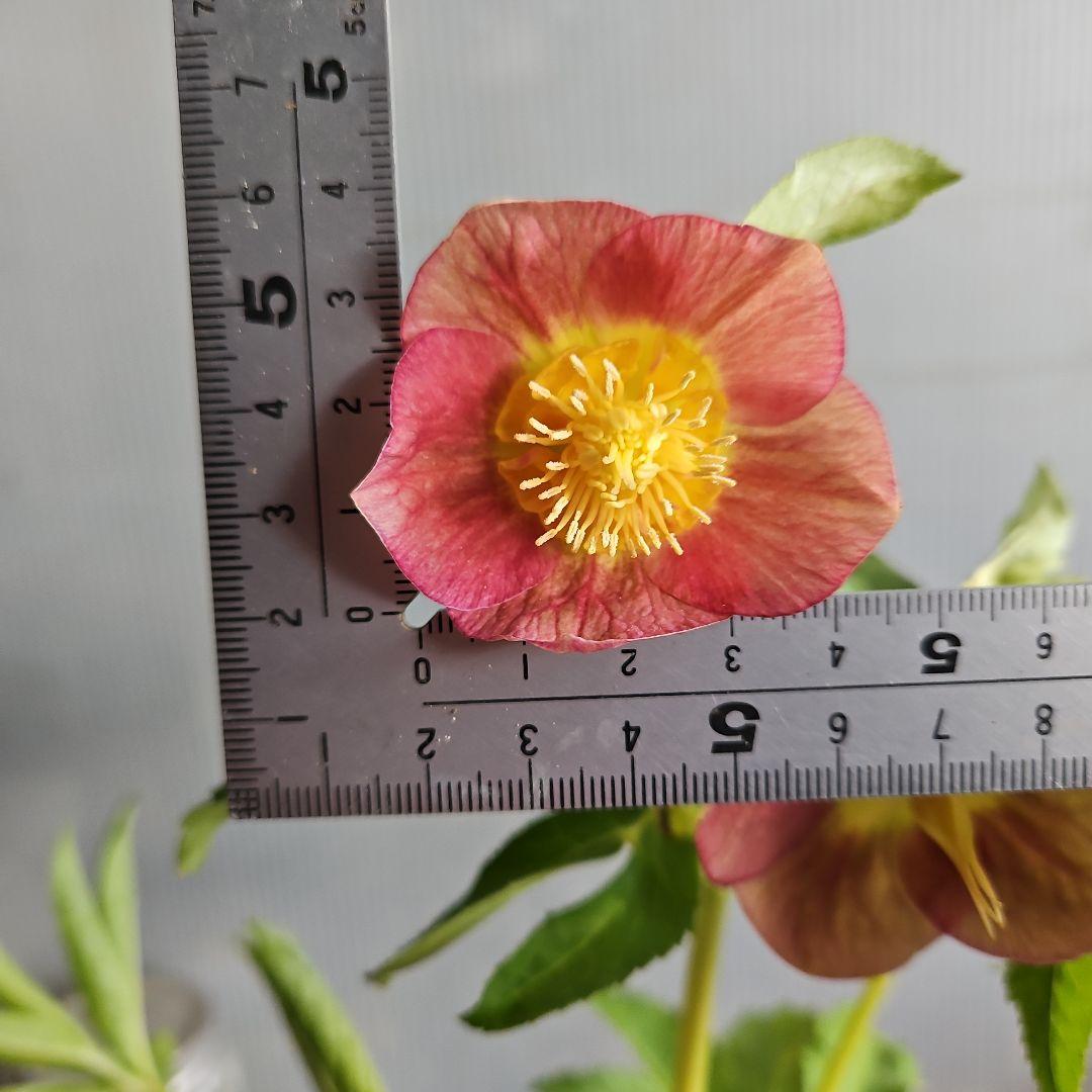 ㉖-694クリスマスローズ