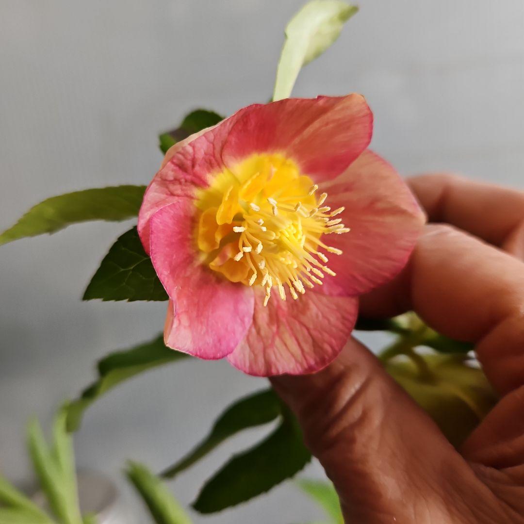 ㉖-694クリスマスローズ