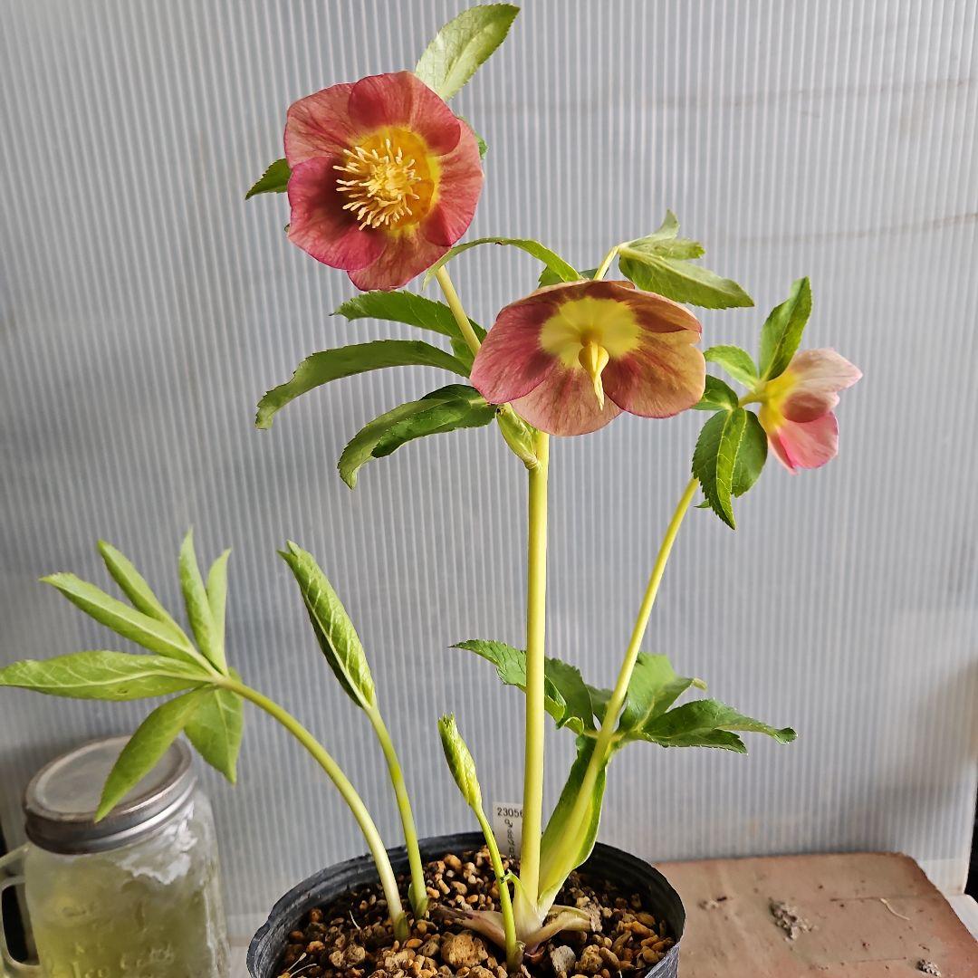 ㉖-694クリスマスローズ