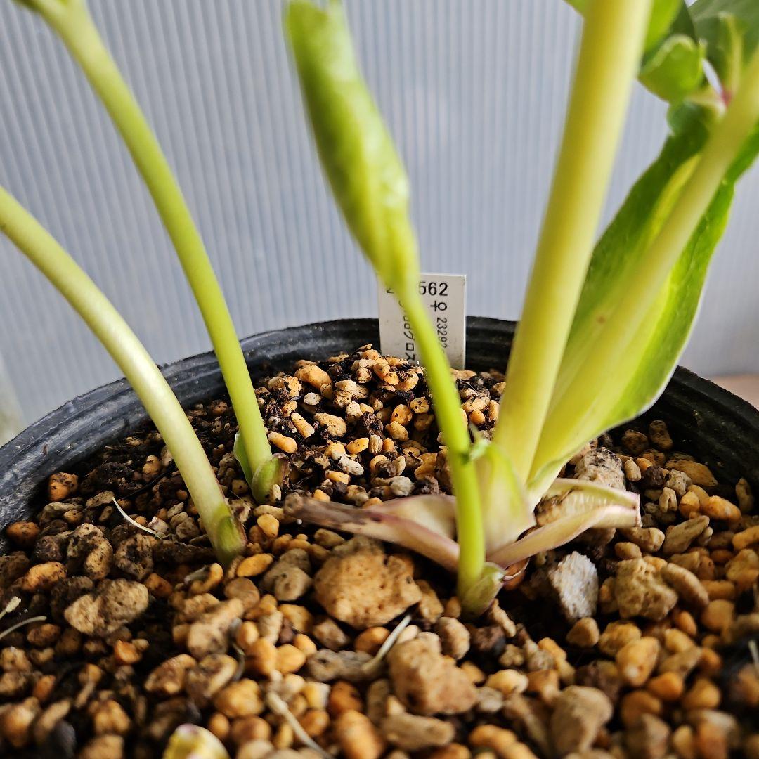 ㉖-694クリスマスローズ