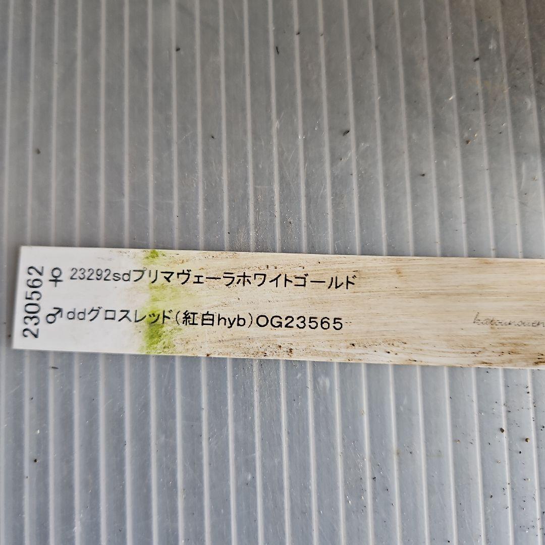 ㉖-694クリスマスローズ