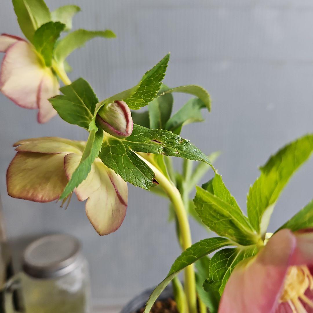 ㉖-694クリスマスローズ