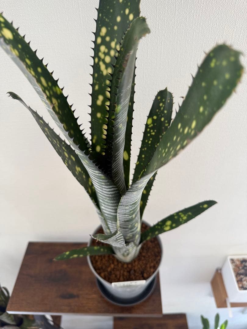 ブロメリア・エアープランツ Billbergia calcite