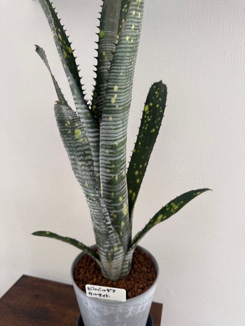 ブロメリア・エアープランツ Billbergia calcite