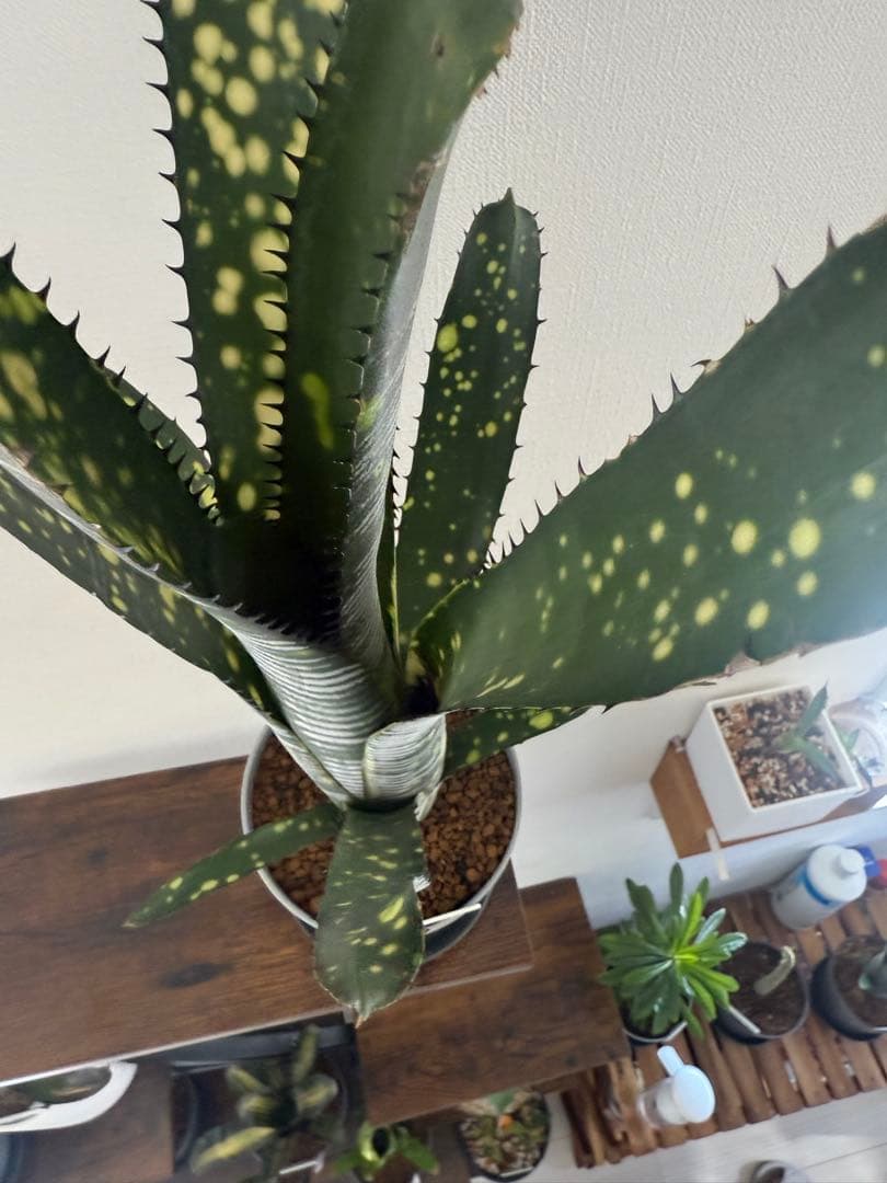 ブロメリア・エアープランツ Billbergia calcite