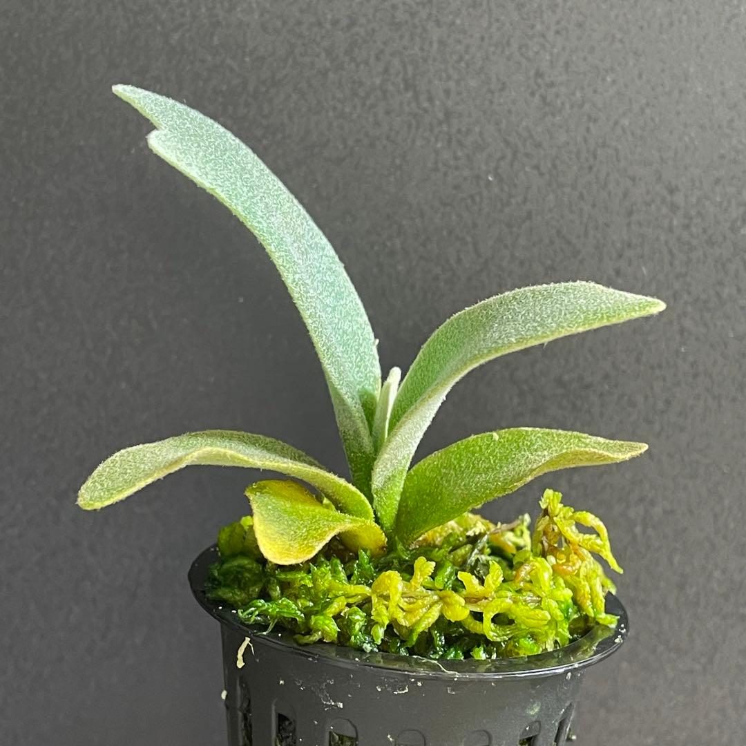 bilibili thunder sporeling ビリビリサンダー