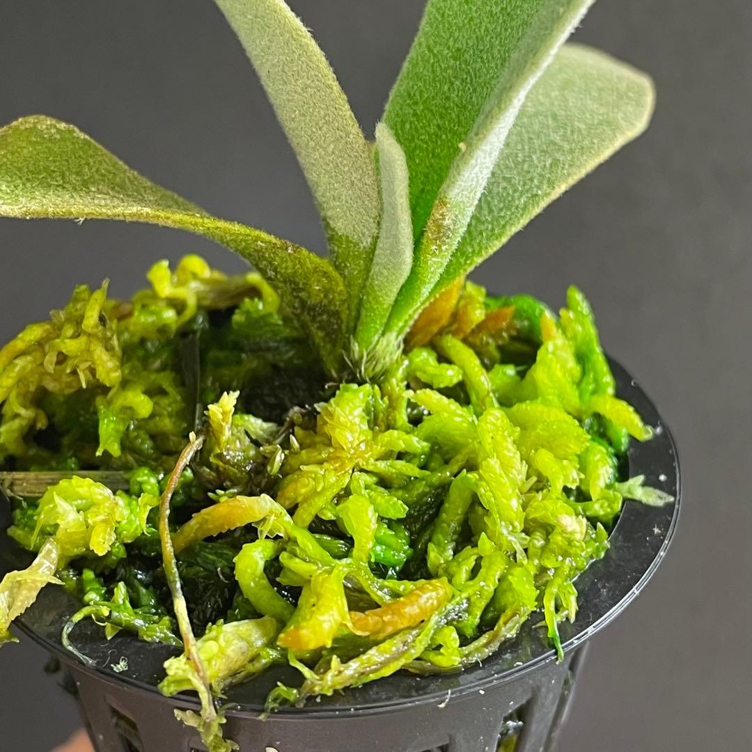 bilibili thunder sporeling ビリビリサンダー