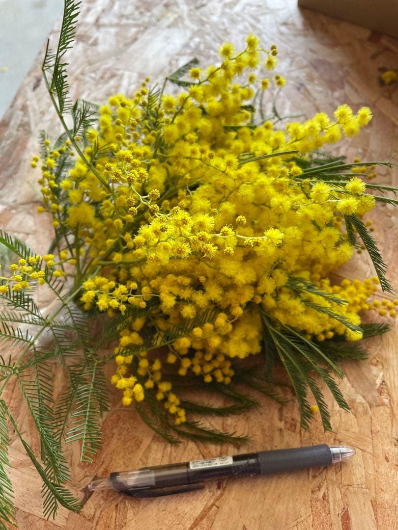 2023年フサアカシア受付3月24日で終了