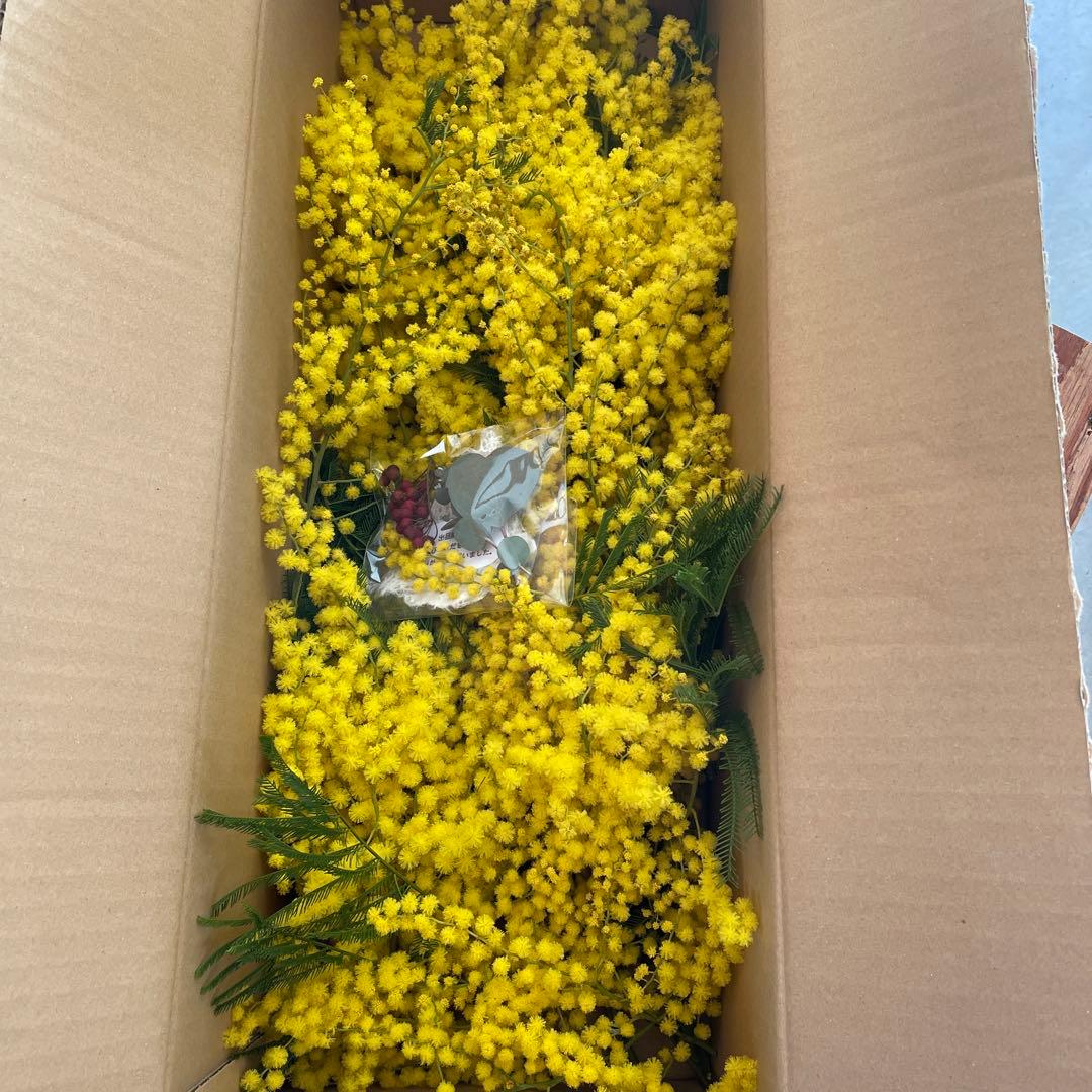 2023年フサアカシア受付3月24日で終了