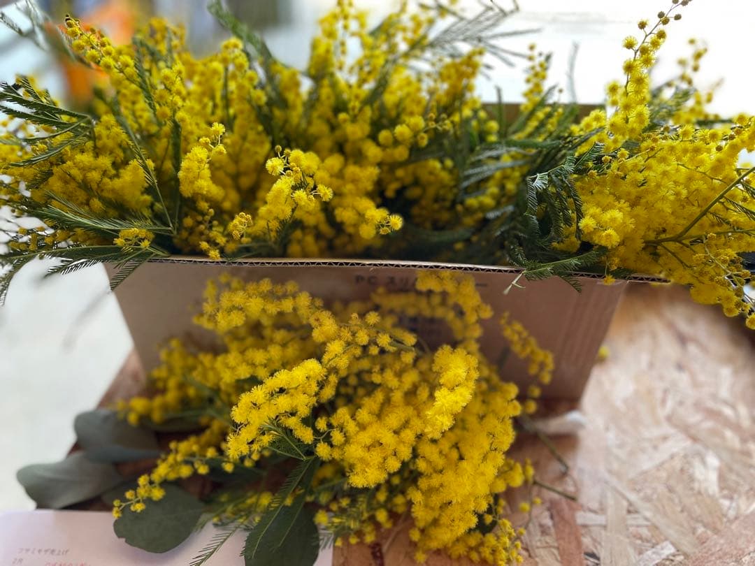 2023年フサアカシア受付3月24日で終了