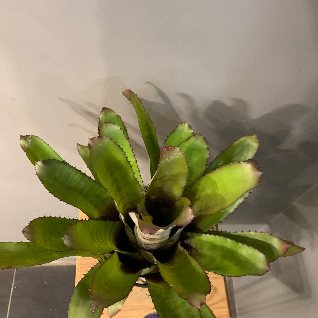 エクメア バケーロ 2