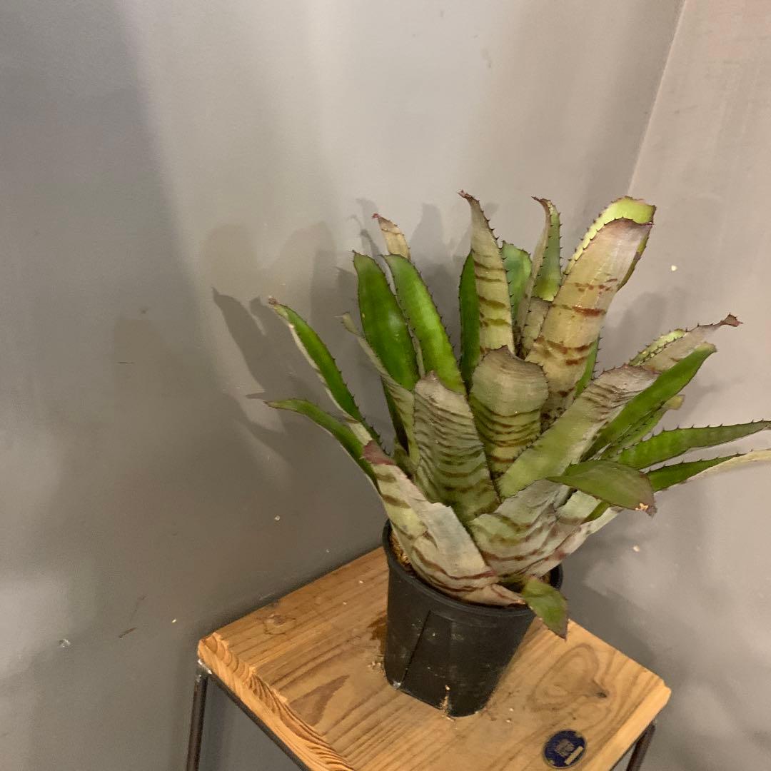 エクメア バケーロ 2